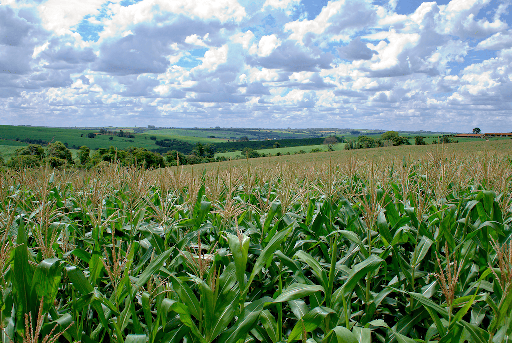 Teren Inspection in Midwest Farmland