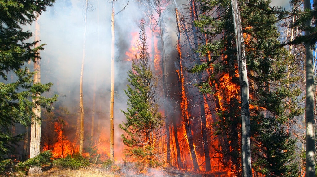Wildfire Background image of burning trees in a forest fire